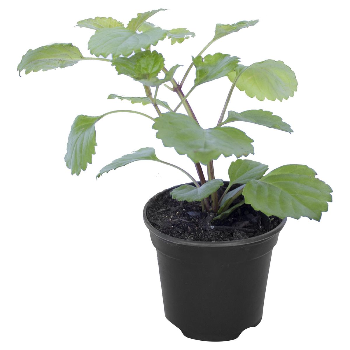 LAS BANDURRIAS - Dolar 10 cm Natural CT12