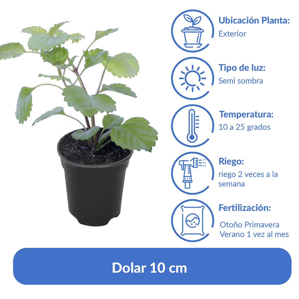 LAS BANDURRIAS - Dolar 10 cm Natural CT12