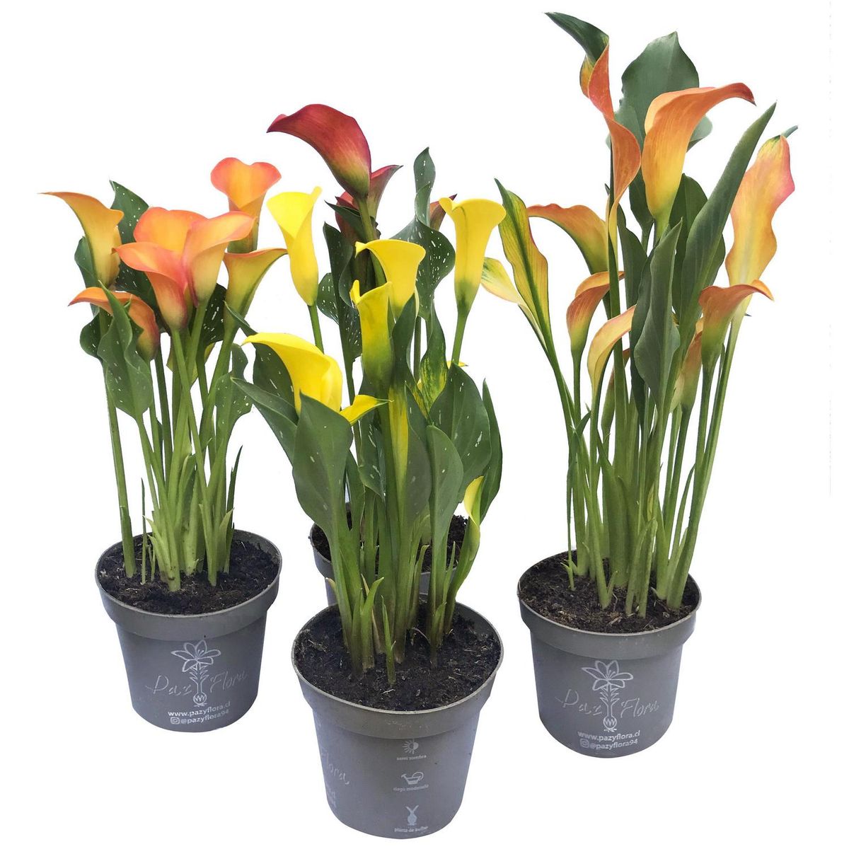 PAZ Y FLORA - Cala 30 cm Natural CT13