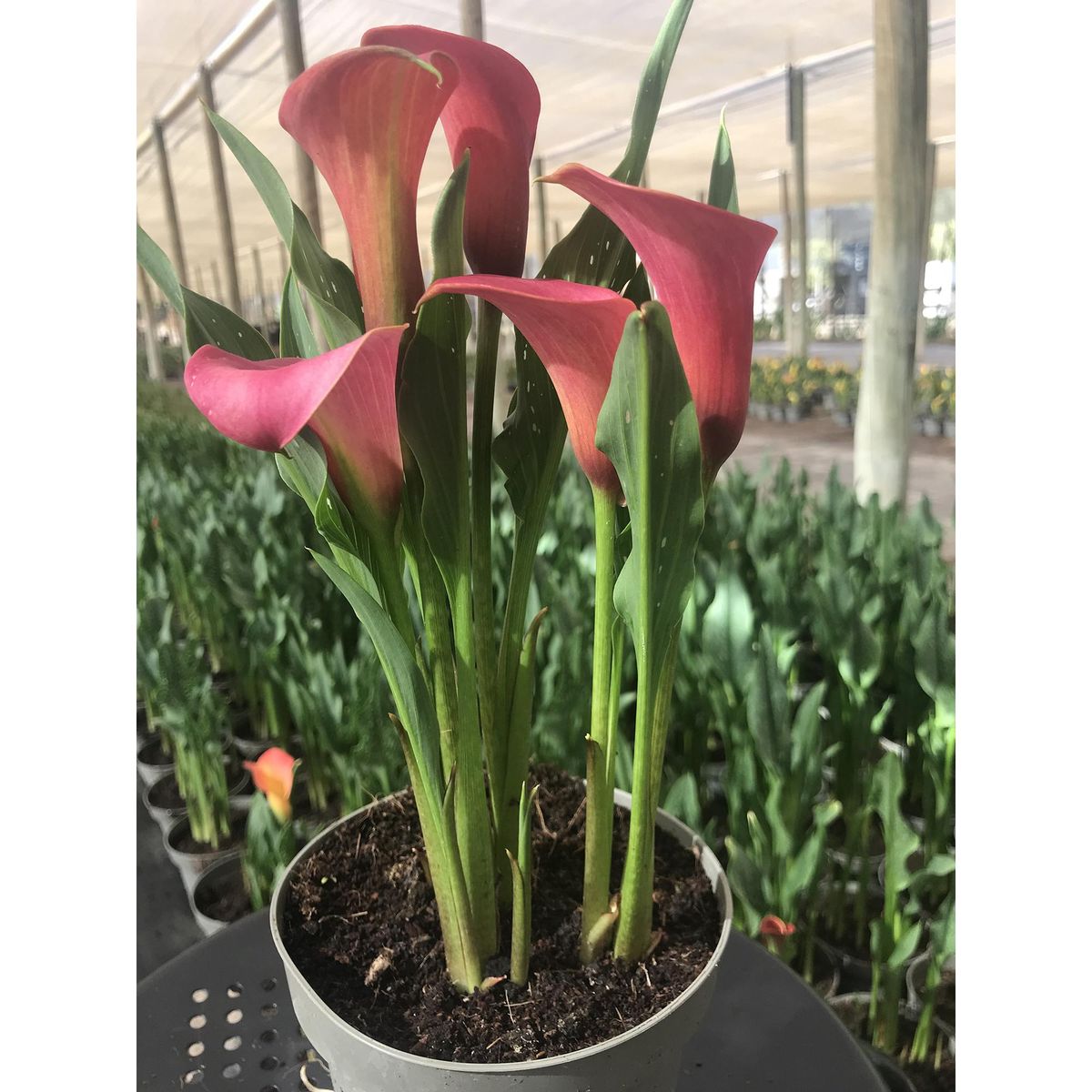 PAZ Y FLORA - Cala 30 cm Natural CT13