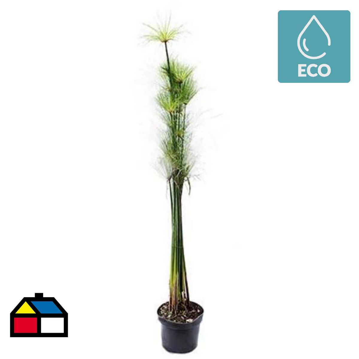 LAS BANDURRIAS - Papiro Egipcio 170 cm Natural CT29