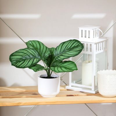 Imagen 2 del producto Planta Artificial Calathea 21 cm Verde