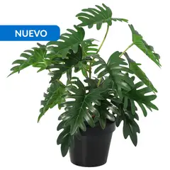 JUST HOME COLLECTION - Planta Artificial Filodendro 35 cm Verde
