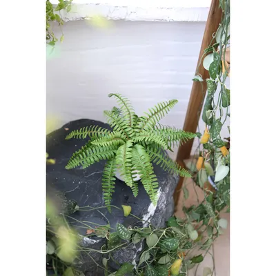 Imagen 2 del producto Planta Artificial Palma 17 cm Verde