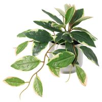 Planta Artificial Hoya 50 cm Verde