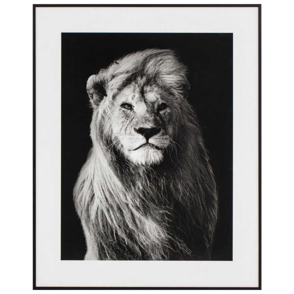 JUST HOME COLLECTION - Cuadro Leon 40x50 cm