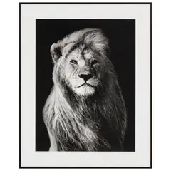 JUST HOME COLLECTION - Cuadro Leon 40x50 cm