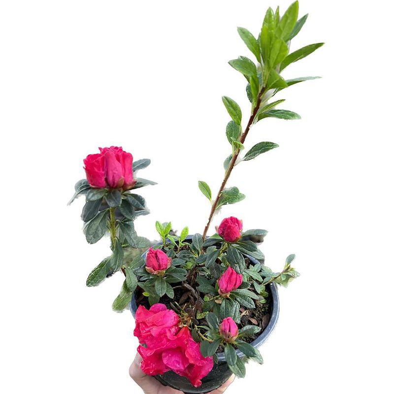  - Azalea 20 cm Natural CT20