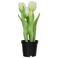 Tulipan blanco 8 cm Blanco