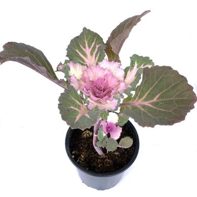 Repollo Ornamental 25 cm Natural CT11