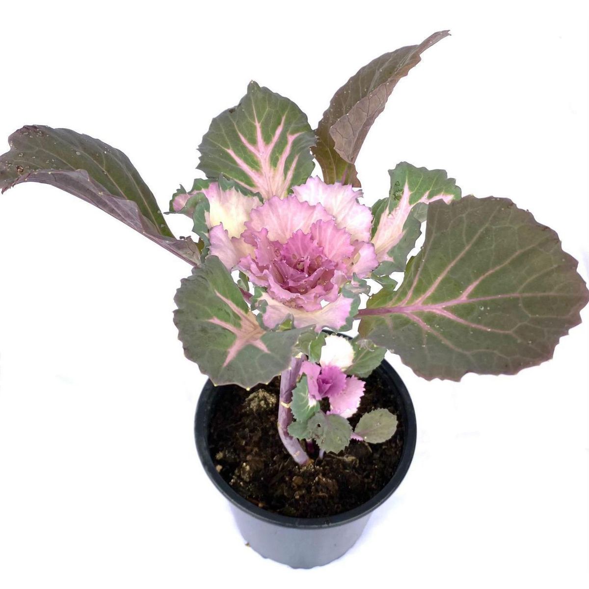 FLORES DE MI TIERRA - Repollo Ornamental 25 cm Natural CT11