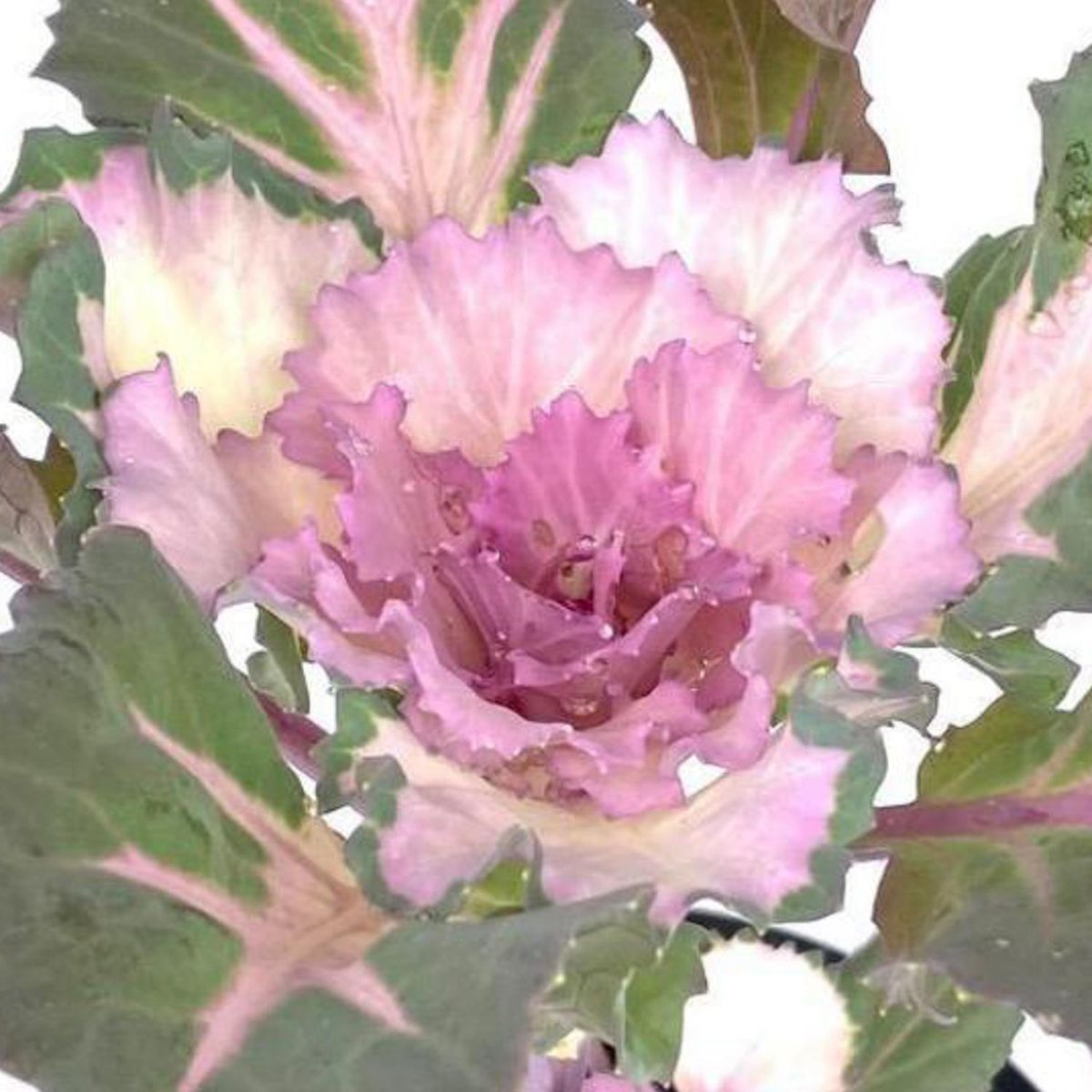 FLORES DE MI TIERRA - Repollo Ornamental 25 cm Natural CT11