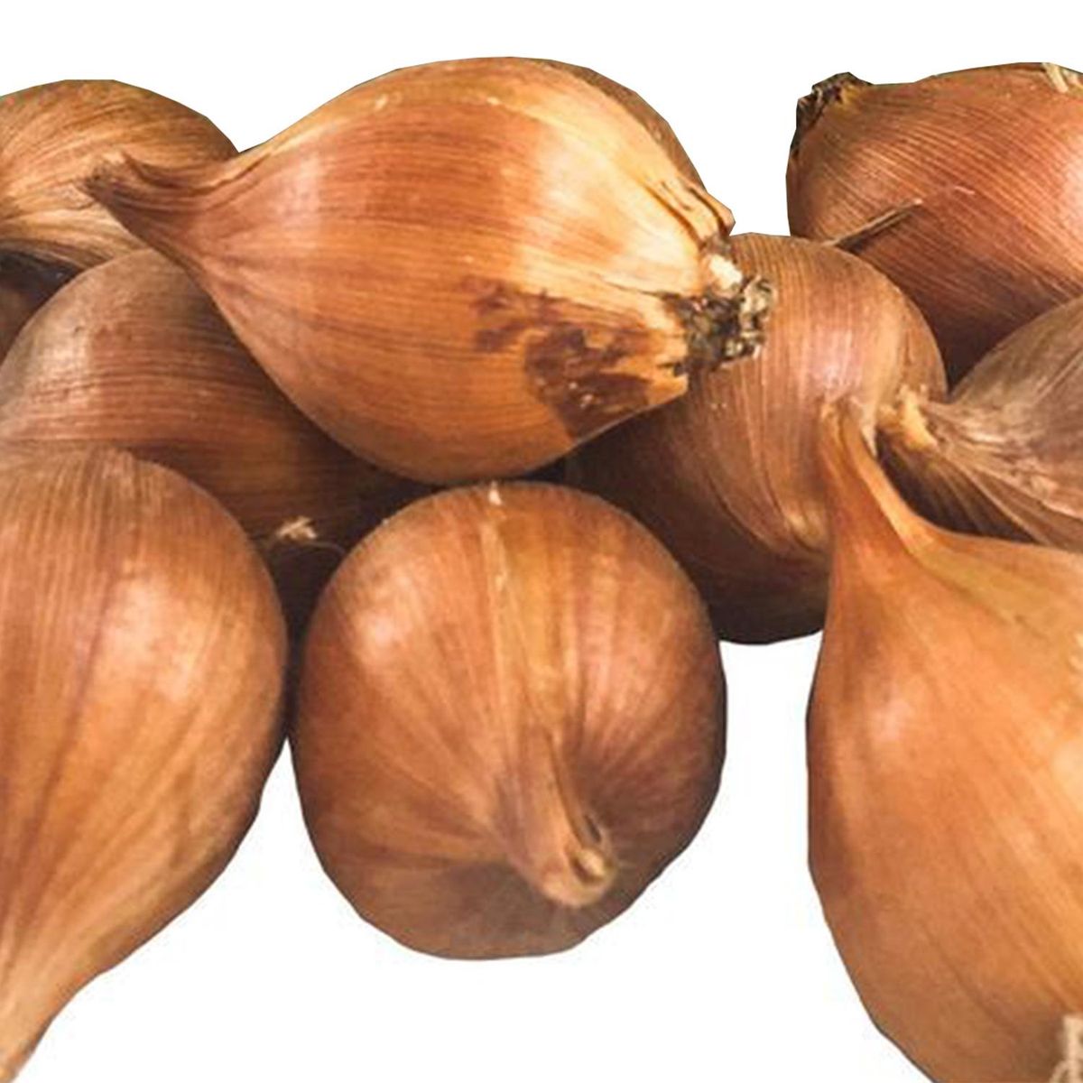 ERGO - Bulbo irirs holándica surtido 10 unidades