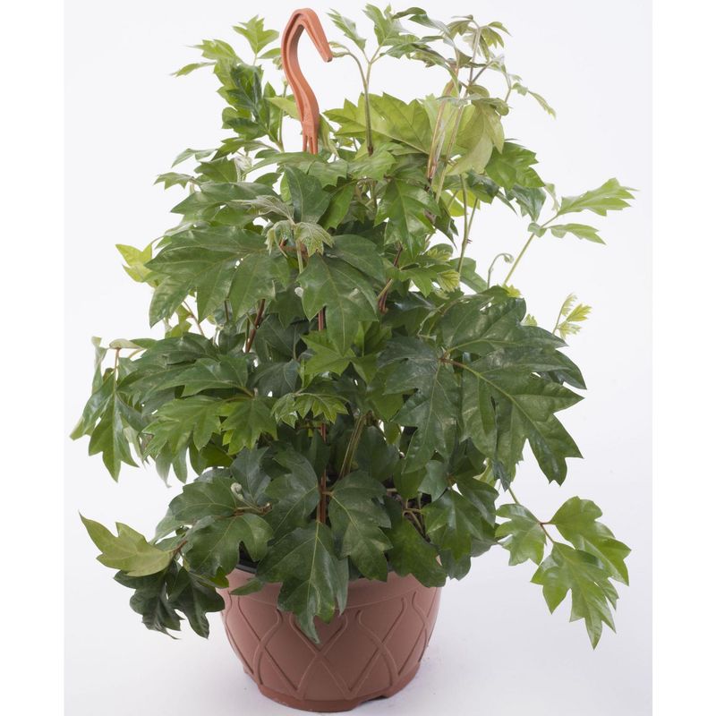 VIVEROS HIJUELAS - Cissus Rhombifolia  Cg18 10 cm Natural CT18