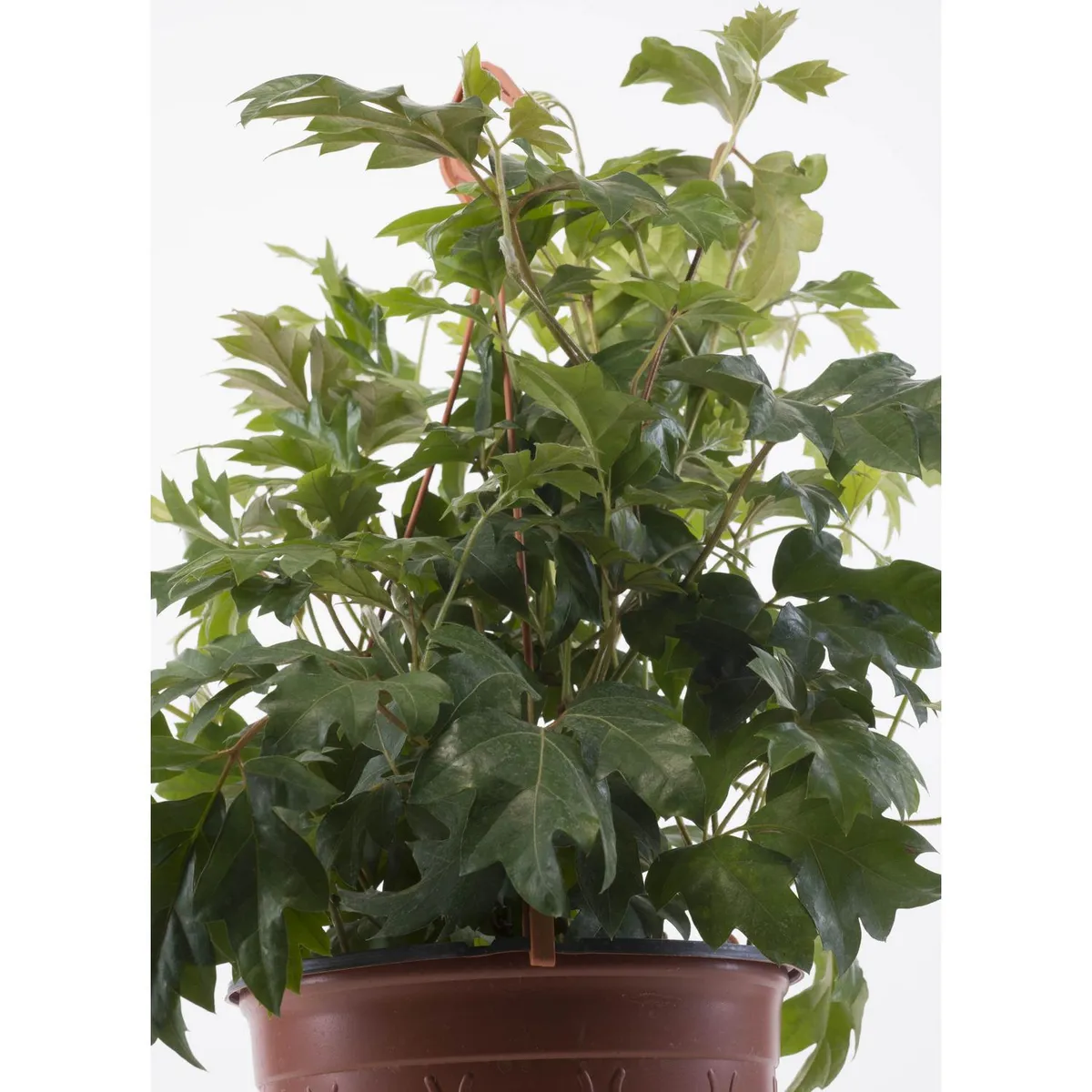 VIVEROS HIJUELAS - Cissus Rhombifolia Cg18 10 cm Natural CT18