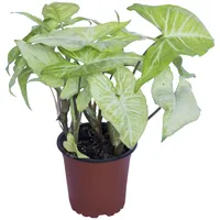 Sigonio 10 cm Natural CT12