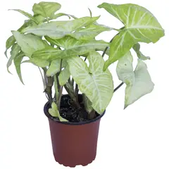LAS BANDURRIAS - Sigonio 10 cm Natural CT12