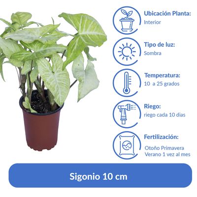Imagen 2 del producto Sigonio 10 cm Natural CT12