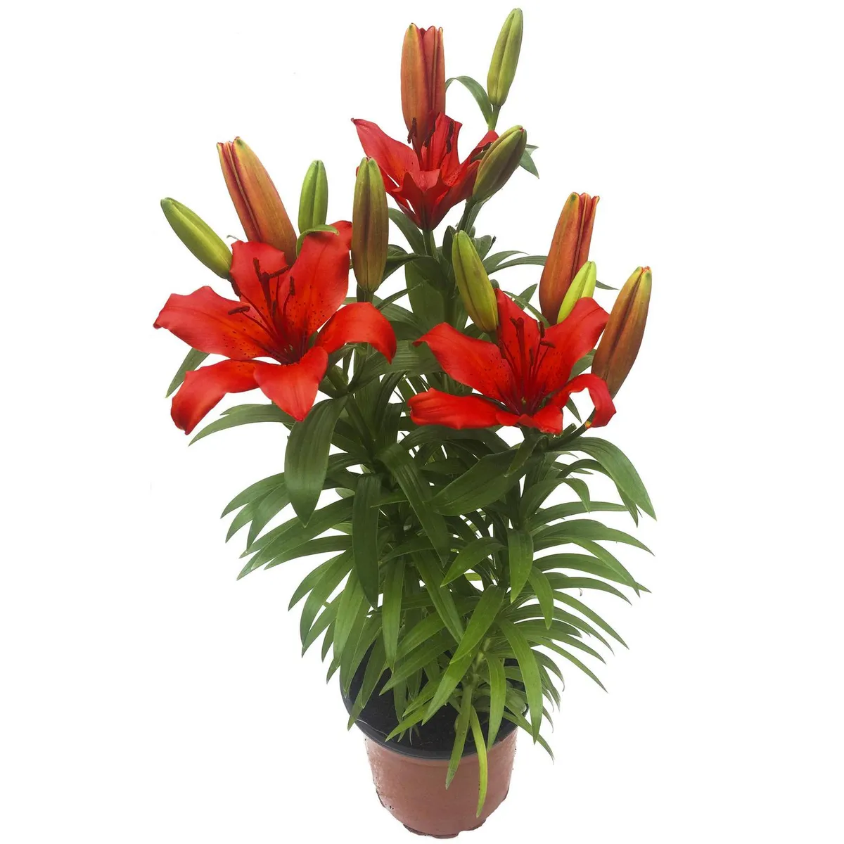 PAZ Y FLORA - Lilium x 3 Bulbos 40 cm Natural CT15