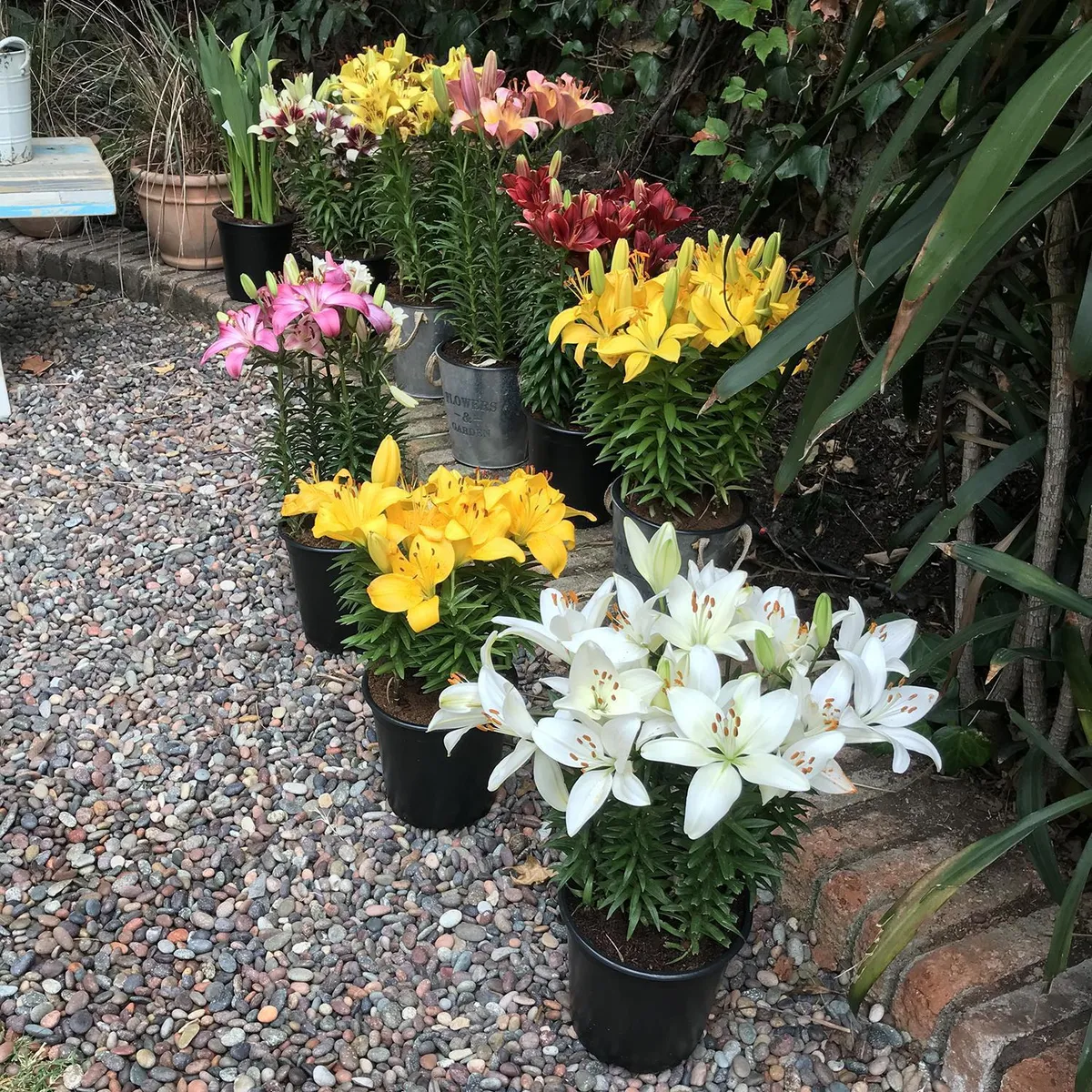 PAZ Y FLORA - Lilium x 3 Bulbos 40 cm Natural CT15