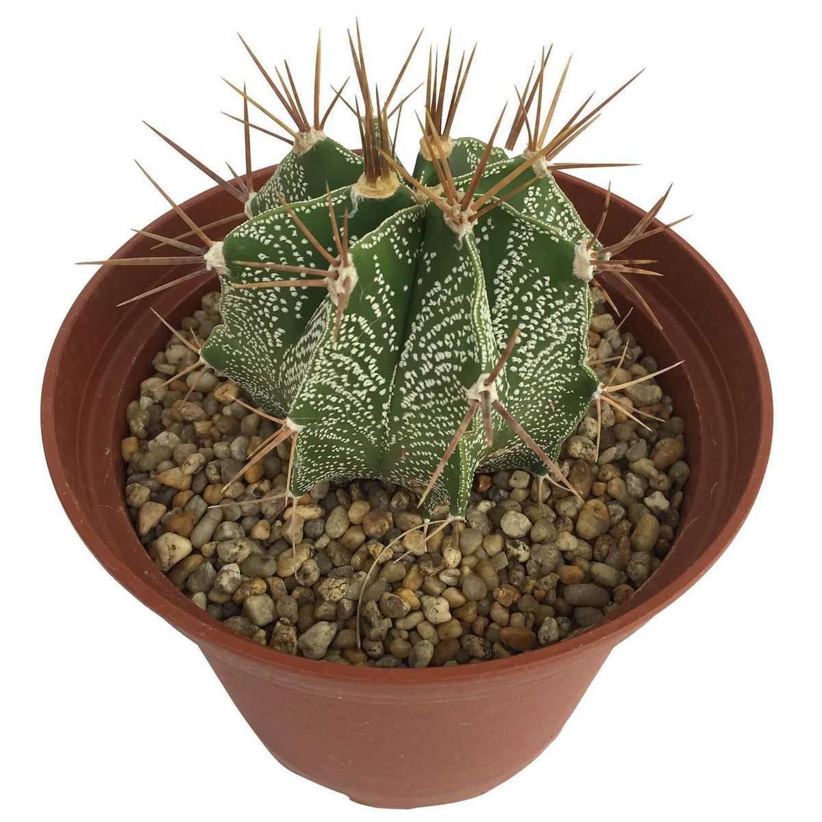 FEROXCACTUS - Cactus Variedad Gigante 8 cm Natural CT14