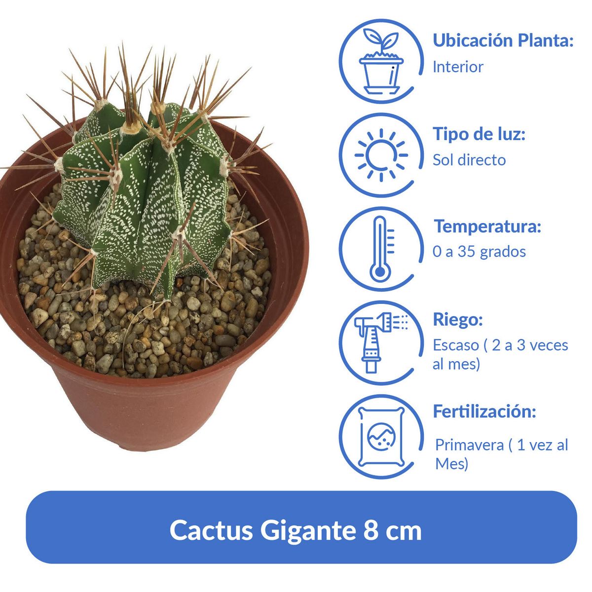 FEROXCACTUS - Cactus Variedad Gigante 8 cm Natural CT14