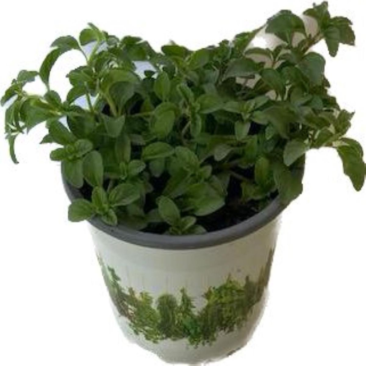 LAS BANDURRIAS - Poleo 10 cm Natural CT12