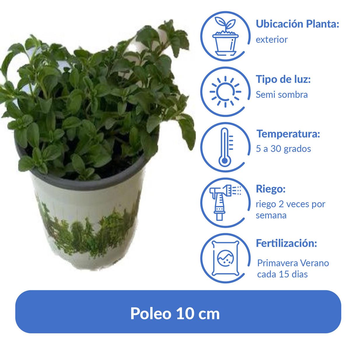 LAS BANDURRIAS - Poleo 10 cm Natural CT12