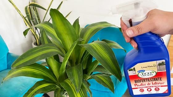 BIOFERTILIZANTE PLANTAS INTERIRO