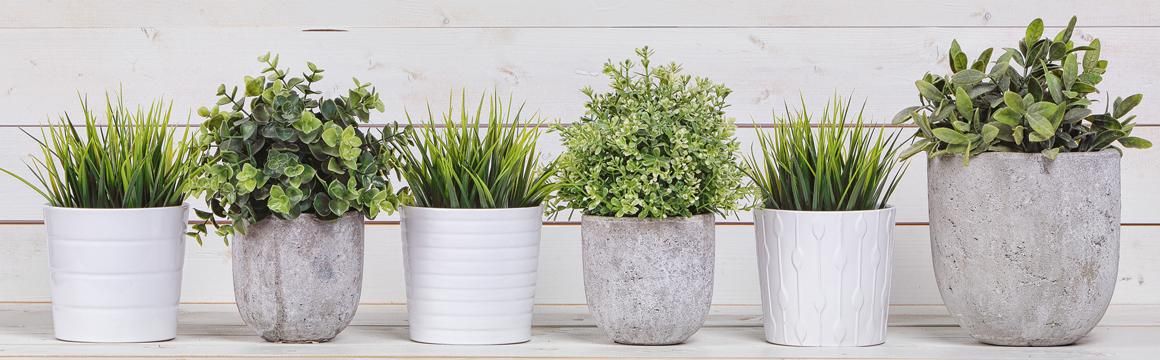 BIOFERTILIZANTE PLANTAS INTERIRO