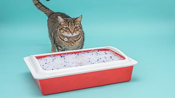 Con aproximadamente solo 2Kg tiene para alrededor de un mes de uso para una gato, basta con poner esta cantidad en el contenedor de arena y remover los solidos una vez por día. Cuando se observe que ya no retiene los líquidos se cambia completamente el contenedor por arena nueva.