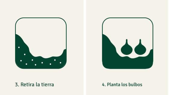 Paso a paso para plantar bulbos