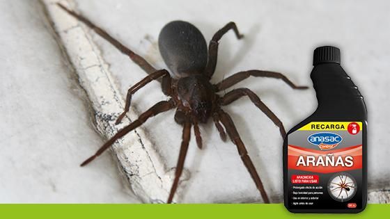 Insecticida Araña