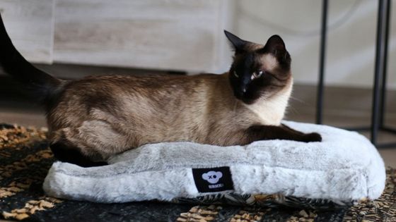 Cama para mascotas perros y gatos