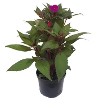 Besito Nueva Guinea - Impatiens Hawkeri De Exterior Diámetro 12 Cm