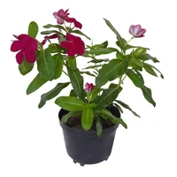 Cortejo - Catharanthus De Exterior Diámetro 14 Cm
