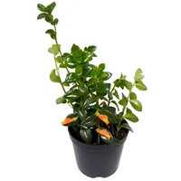 Pescadito - Nemantathus Gregarius De Interior Diámetro 14 Cm