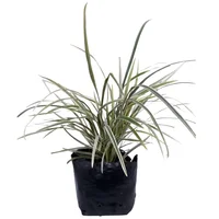 Liriope Blanco - Liriope Spiacata De Exterior Diámetro 14 Cm