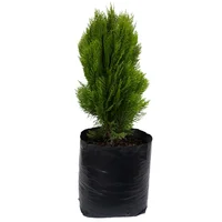 Pino Azul - Chamaecyparis De Exterior Diámetro 20 Cm