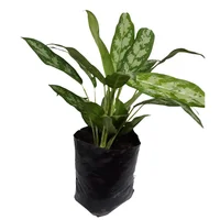 Aglaonema Silver Grande - Aglaonema De Interior Diámetro 20 Cm