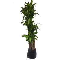 Tronquito De La Felicidad 5 Cañas - Dracaena De Interior Diámetro 30 Cm