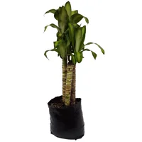 Tronquito De La Felicidad - Dracaena De Interior Diámetro 20 Cm