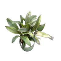 Palma Nomeolvides - Chamaedorea Elegans De Exterior Diámetro 14 Cm