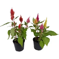 Celosia - Celosia Plumosa De Interior Diámetro 14 Cm