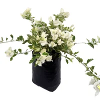 Buganvil Blanca - Bougainvillea De Exterior Diámetro 18 Cm