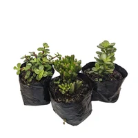 Arbol Jade