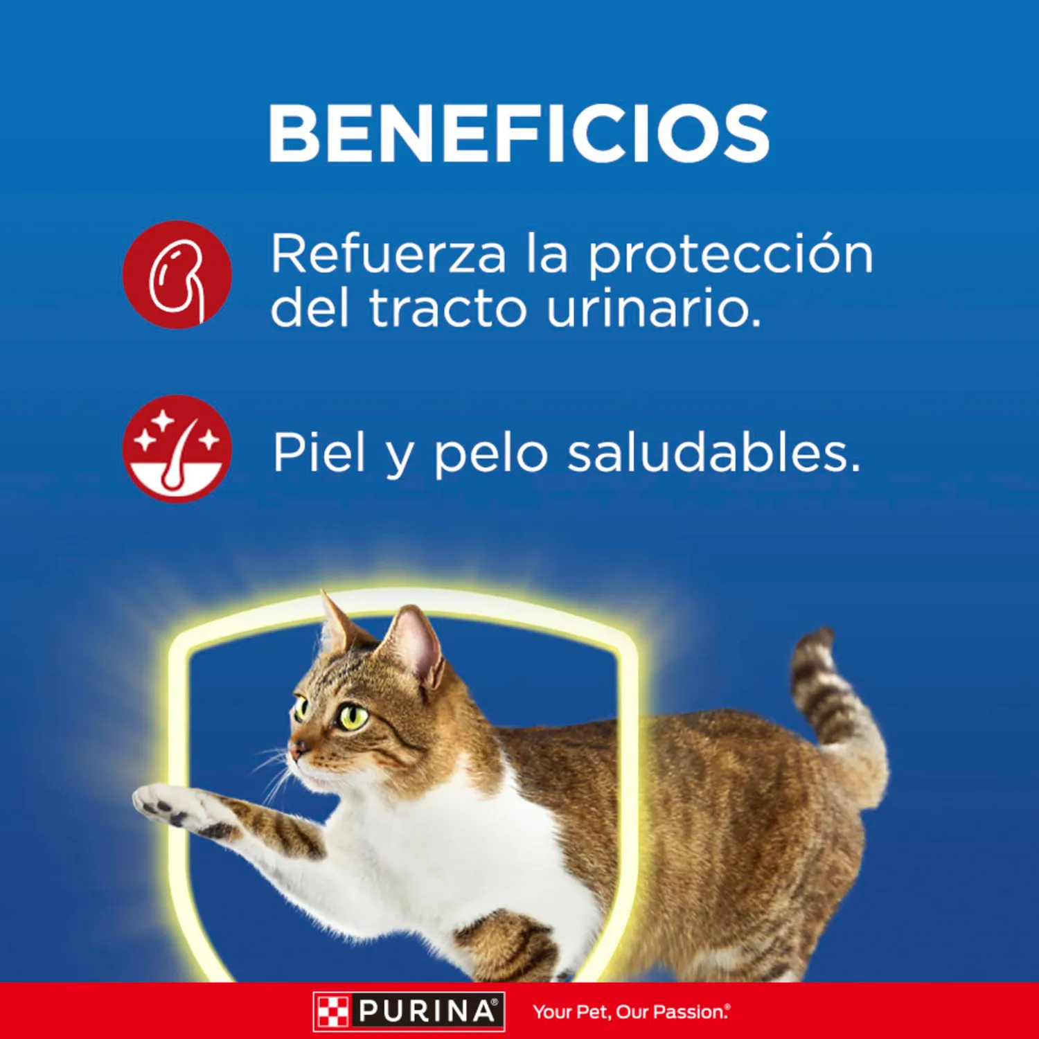 Comida Seca Para Gato Adulto Activos Carne Cat Chow 8kg 5