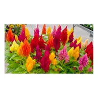 Celosia - Celosia Plumosa De Interior Diámetro 12 Cm