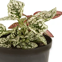 Polka - Hypoestes De Interior Diámetro 10 Cm