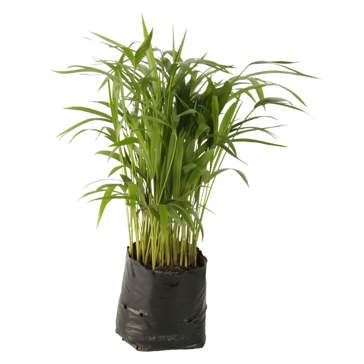 Palma Areca De 40 Cm - Dypsis Lutescens De Interior Dimetro 20 Cm -  Homecenter.com.co